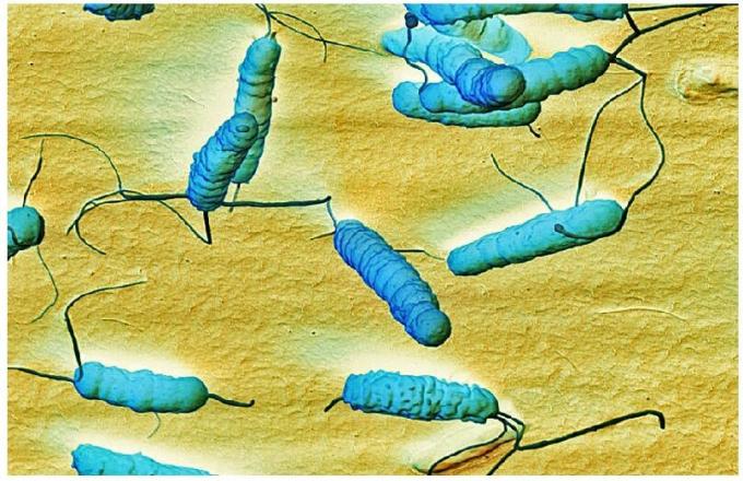 Bakterie Helicobacter pylari