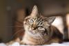 15 faktů o kočky, které je ještě víc lásky dělají