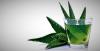 Aloe vera: užitečné vlastnosti rostlin, které máte na svém okenním parapetu