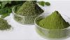 Moringa - rostlina, která zabraňuje zdravotních problémů!