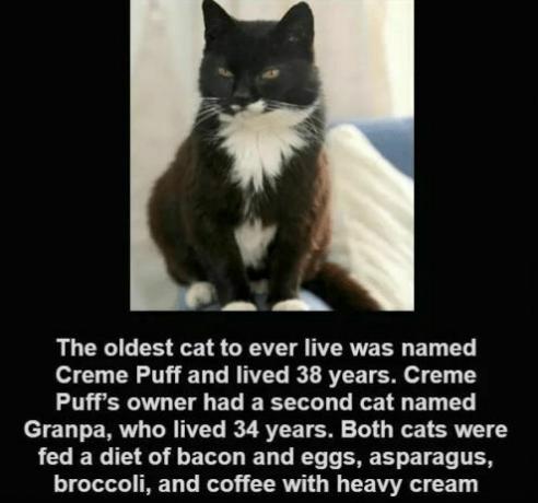 Cat krém z listového - Creme Puff