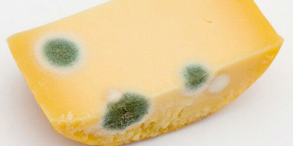 zkažený sýr