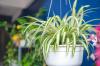 7 pokojových rostlin pro dokonale čistý vzduch doma