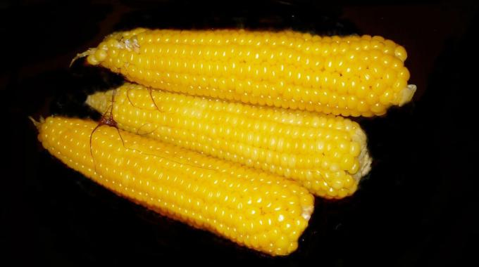 Kukuřice - corn
