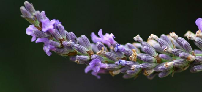 Lavandula angustifolia - Lavandula angustifolia