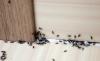 Jak rychle a trvale zbavit mravenců v domě