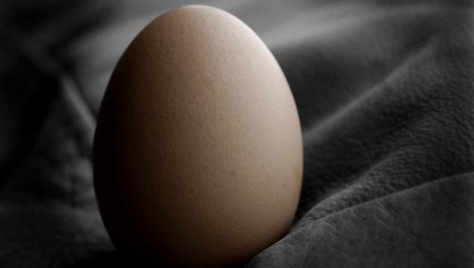 Egg - vajíčko