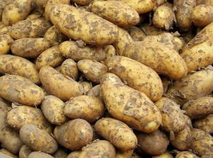 Jak si vybrat bezpečné brambory: 13 tipů