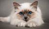 Kototerapiya: léčivé vlastnosti koček
